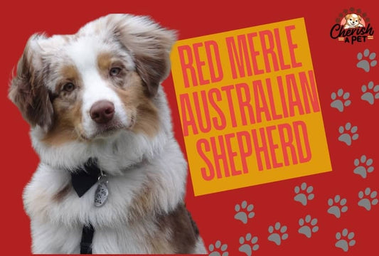 Red Merle Australian Shepherd-5 Interesting Facts
