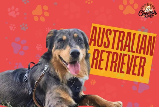Australian Retrievers: 5 Best Reasons to Own One as a Pet in 2025