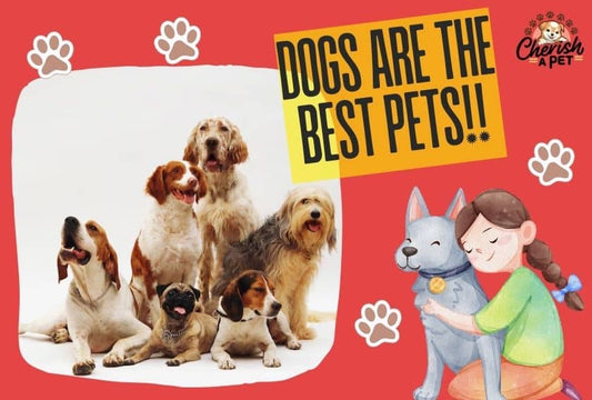5 Things to Know About Golden Retriever Border Collie Mix Breed