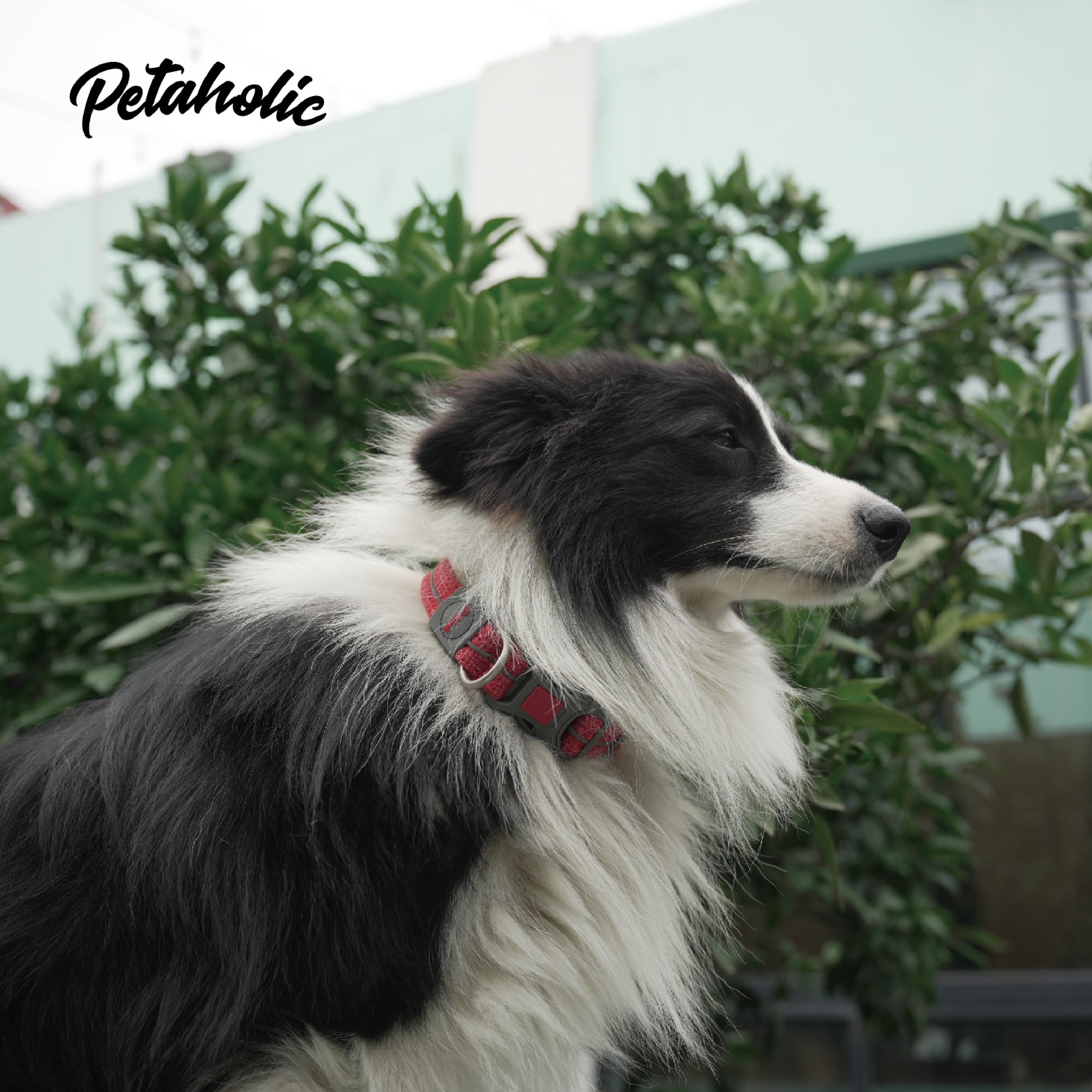 AIR MESH SERIES COLLAR