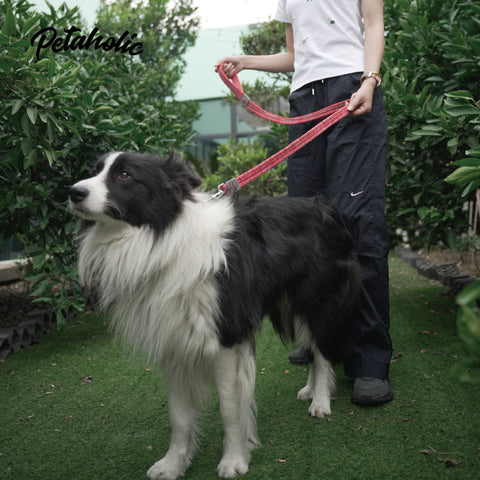 AIR MESH SERIES LEASH